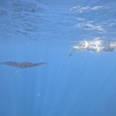 백조 미용실 | 9월 발리 신혼여행 04. 마이리얼트립 누사페니다 서부투어&amp;스노클링 , 짐바란 아야나 림바