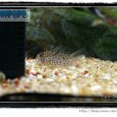 코리농장 이미지