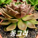 동그리