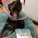 필립동물병원 이미지