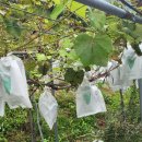 시골근육 이미지