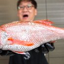 금태 티스토리