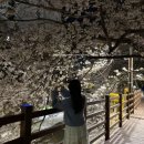 [생태체험] 명지근린공원 - 4월 20일(토) 오전 | 부산 실시간 벚꽃 추천명소 모음 개화율 숨은벚꽃장소