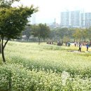 메밀꽃체육관 이미지