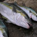 해양호민박 | 해양호횟집후기