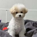 푸숑푸숑 이미지