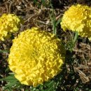 좋아 좋아 PC 이미지