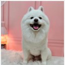 메리몰펫샵(사직점) | 강아지 모질 체형 맞춤 미용 부산 사직동 애견 미용 고민 끝 메리몰펫샵 사직점