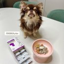 레이솔루션 | 떨어진 강아지, 닥터레이 후코이카 플러스로 변화...프리미엄 영양 솔루션/ 강아지 면역보조제, 고양이...