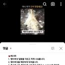 숙이네버섯