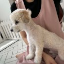 고양이미용호텔 우아캣 | [천안 불당동 애견미용] 뽀르몽 : 입질견·노령견 전문! 트라우마 없는 긍정강화 애견미용 추천