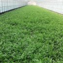 소산미나리농원 이미지