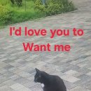 I'd love you to want me 이미지