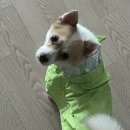 우비짬뽕