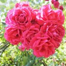 천마산 물놀이장 이미지