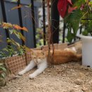 영희의 정원 이미지