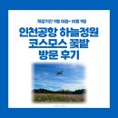 하늘정원유치원 | 인천국제공항 가볼 만한 곳 하늘정원 코스모스 꽃밭 후기 및 비행기 근접샷