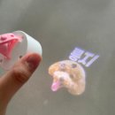 패션펫플 | 밤산책 할 때 핵인싸되는 '고고빔 반려견 LED 이름표' 구매 후기