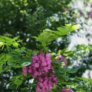 신선로 447번길 이미지