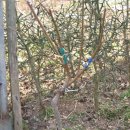 복숭아4종류접, 정원수 접수용 고욤나무묘목 이미지