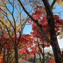 호랑이 | 서울대공원 동물원 가을 단풍 절경 명소 아기호랑이 설호 후기 주차 꿀팁