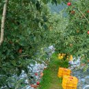 안터골농원 이미지