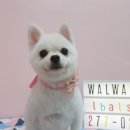 왈왈이발소 이미지