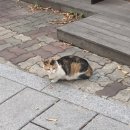 천하보쌈