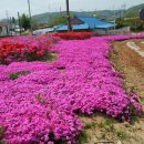 면천군자정 이미지