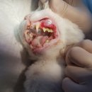 음성동물병원 이미지