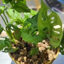 고운사랑한의원 이미지