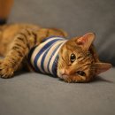 영통동물병원 이미지