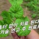 [긴병꽃풀, 금전초] 흉터 없이 치료 된다는 연고 마데카솔 주 원료 / 이런곳에 자생 / 당뇨에도 매우 좋다. 이미지