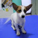 이쁜포리 이미지