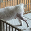 퍼피안 | 노령견을 위한 메디퍼피 강아지 관절 근육 영양제 급여 후기