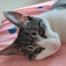 호크종합동물병원 이미지