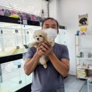 호야펫 | 화성강아지분양 호야펫 분양후기