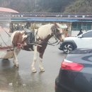 동전던지기 조형물 | 양양 낙산사에 찾아온 봄 3월 매화 소식과 남편의 동전 던지기 탕진잼