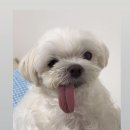 다솜동물메디컬센터 금정점 이미지