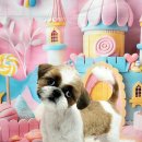 멍뭉펫살롱 이미지