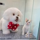 은하수 동물병원 이미지