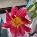 장미수퍼 이미지