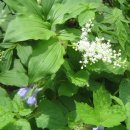 가평가평1088 이미지