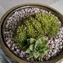 엘샤