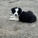 일명농장 이미지