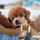 The 쇼독 이미지