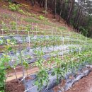 천금농장 이미지