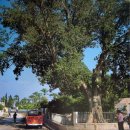 삭개오와뽕나무 이미지