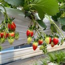 땡큐팜 | 겨울의 즐거움! 더땡큐팜딸기 체험농장 방문기 🍓