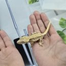 고양대로1384번길 | 도마뱀 분양은 일산 파충류샵 &#39;오늘도,마뱀&#39; 크레스티드 게코 분양후기.